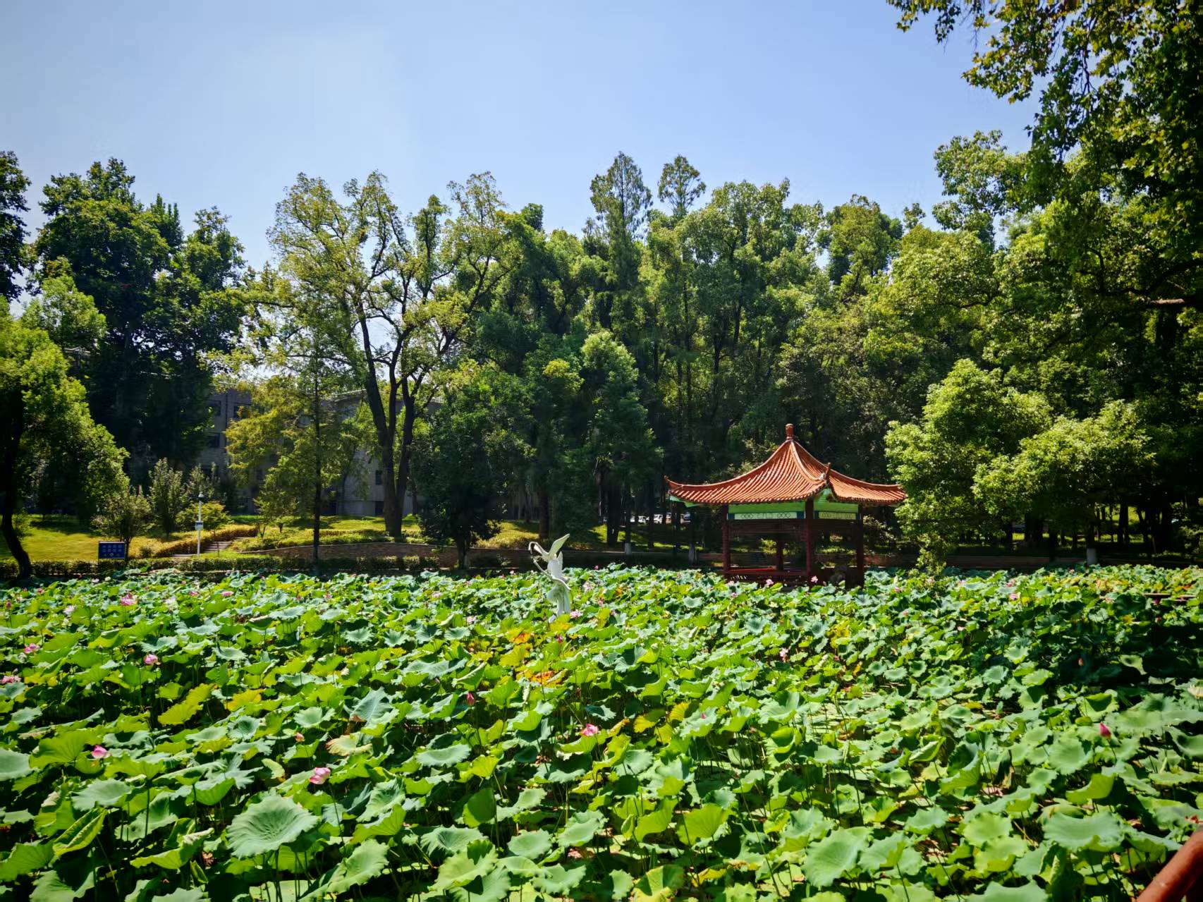 荷花池